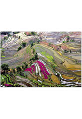 imagen Puzzle 1000 Campos de arroz, China