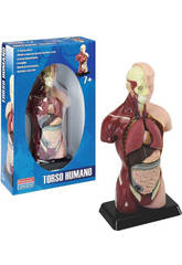 imagen Torso humano
