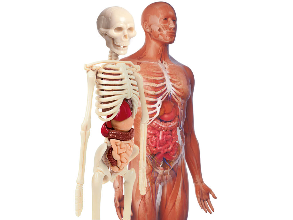 Laboratorio De Anatomía