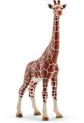 Femmina di Giraffa