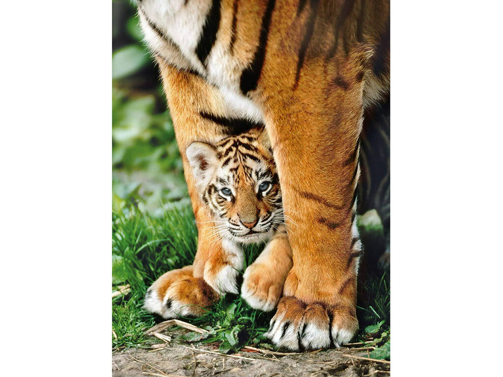 Puzzle 500 Tigre du Bengale avec sa Mère Clementoni 35046