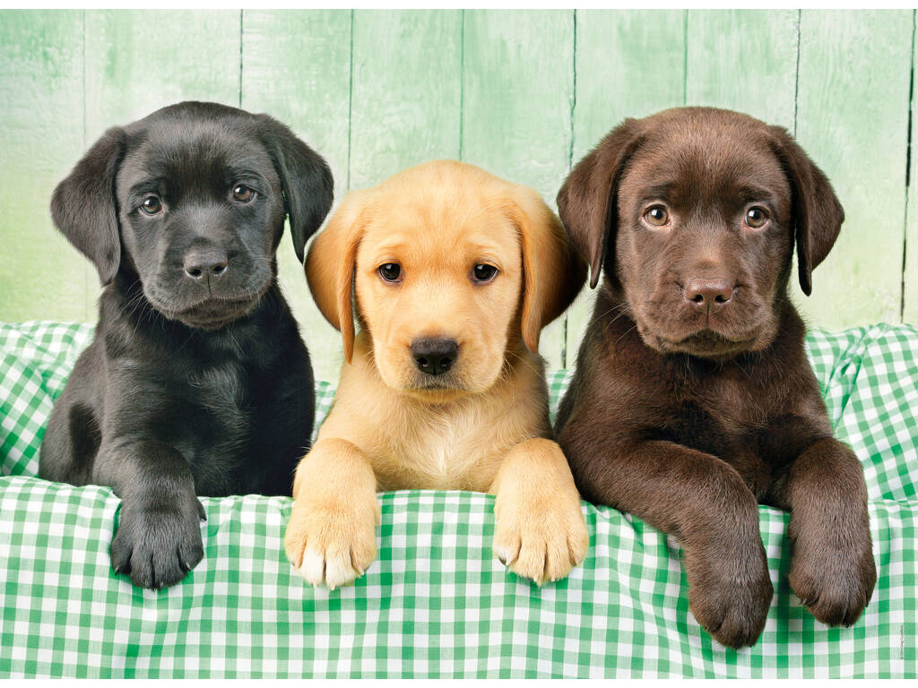 Puzzle 1000 I Tre Labrador Clementoni 39279