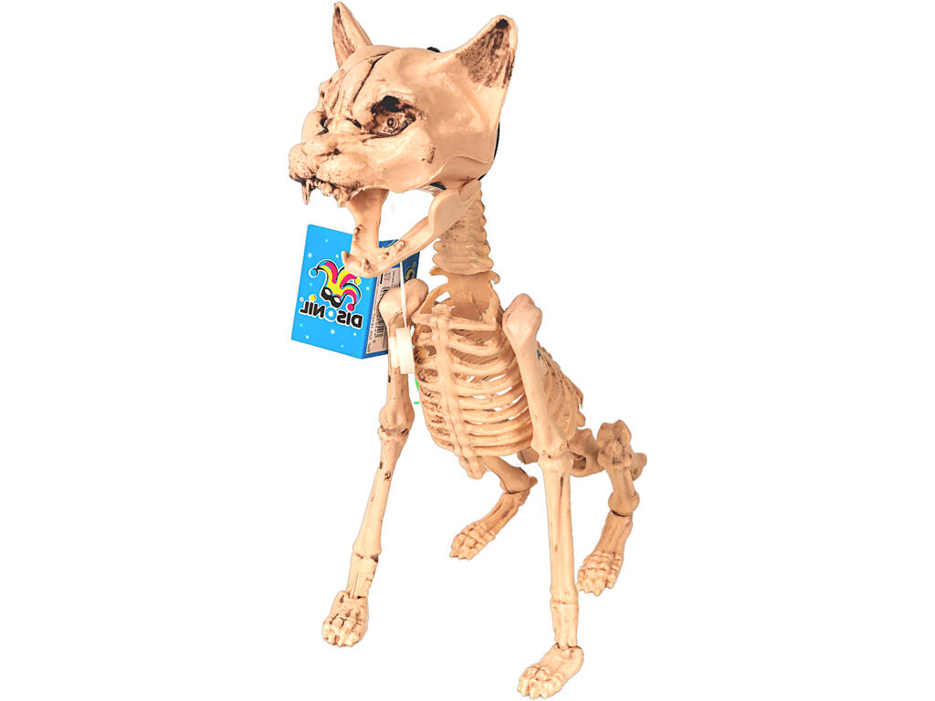Chat avec des Lumières