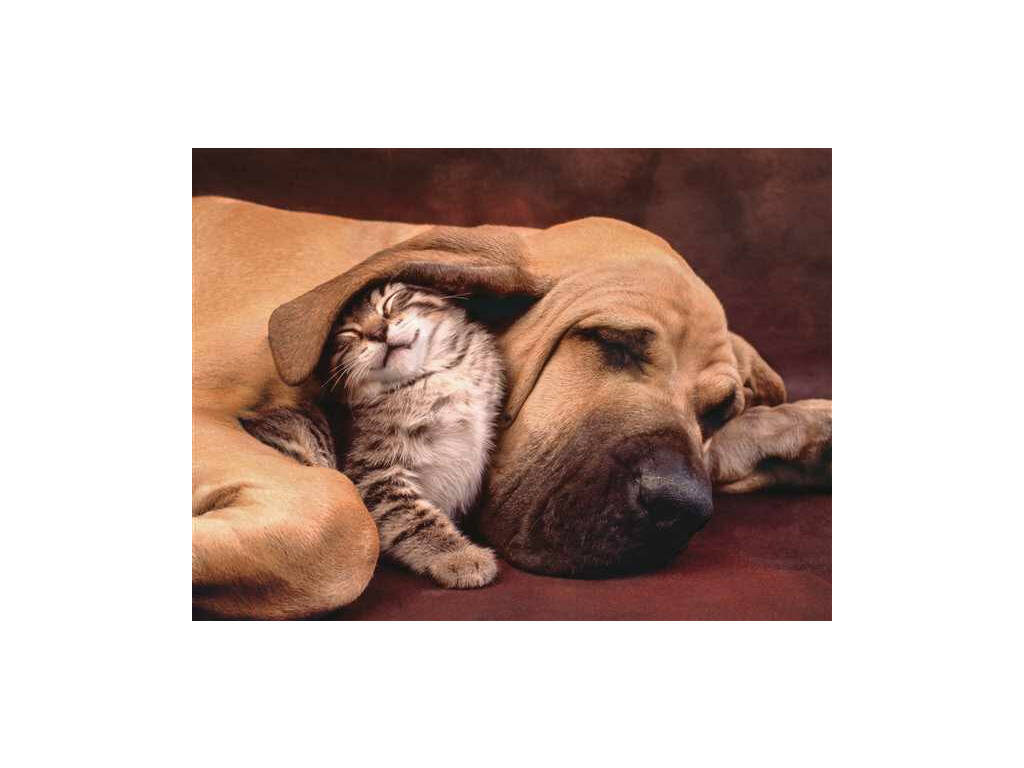 Puzzle 500 Cuddles Clementoni 35020