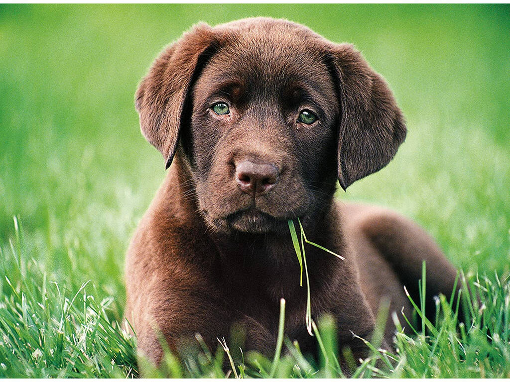 Puzzle 500 Perrito Chocolate Clementoni 35072