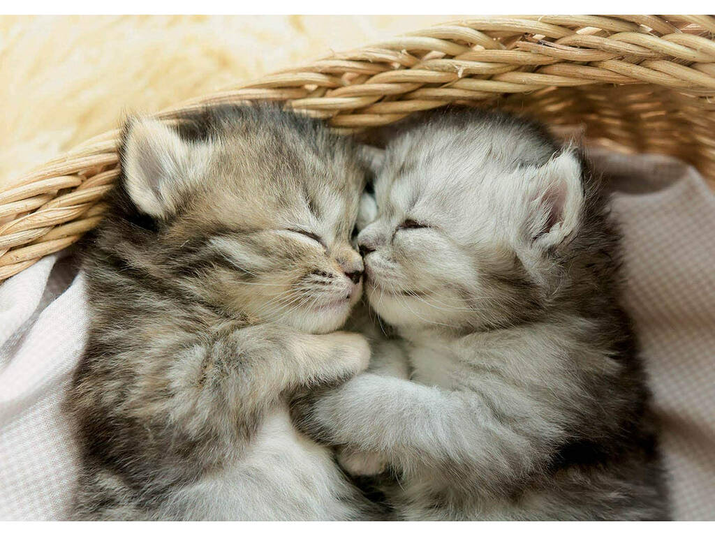 Casse-tête 500 Sweet Kittens Educa 19004