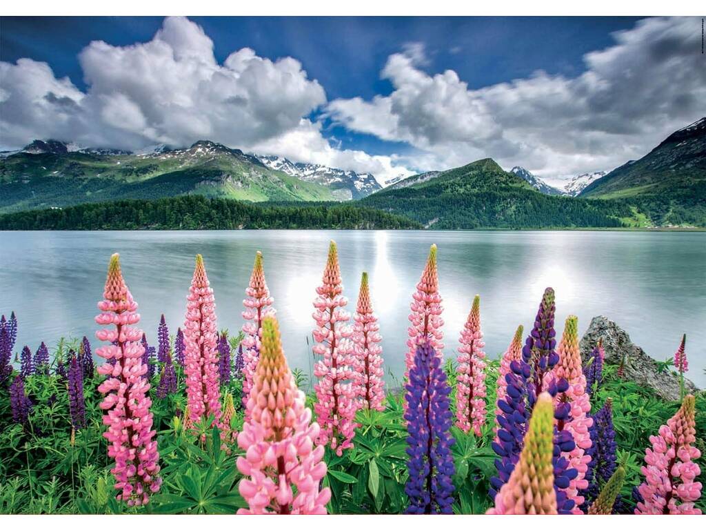 Puzzle 1500 Fiori di lupini sulle rive del lago di Sils in Svizzera Educa 19271