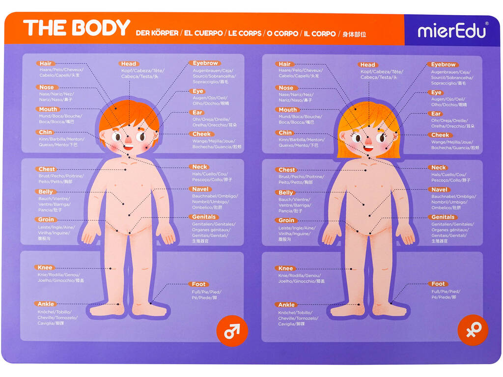 Magnetic Pad Anatomia Mier Edu ME0511