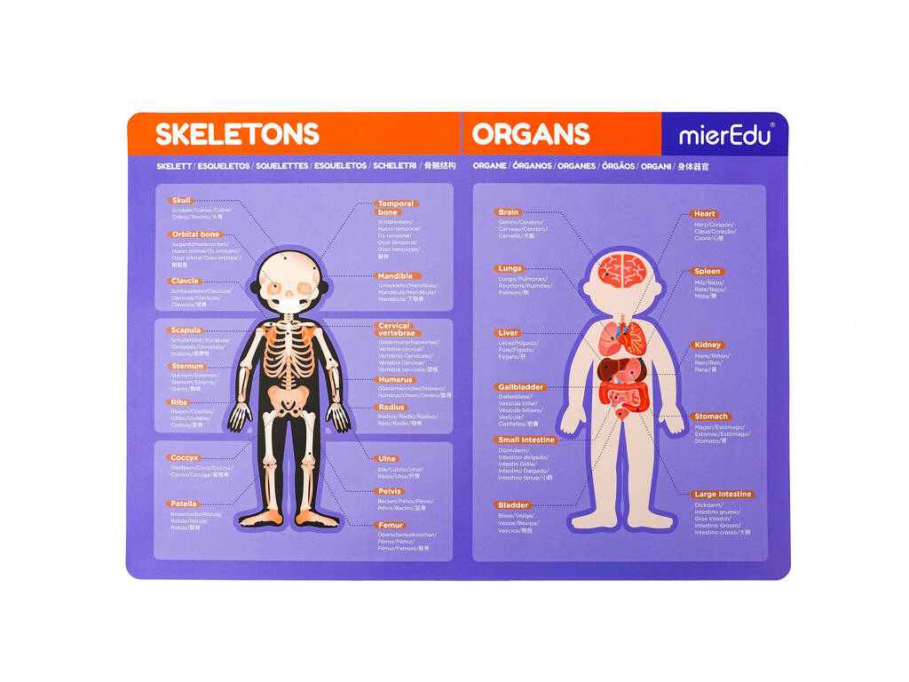 Magnetic Pad Anatomia Mier Edu ME0511