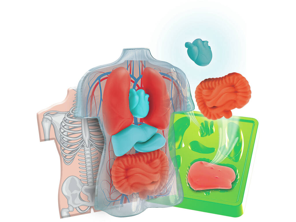 Kit Anatomia Squishy Organs