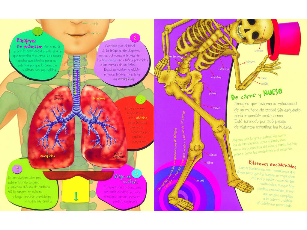 Libro Descubre el Cuerpo Humano Susaeta S2332